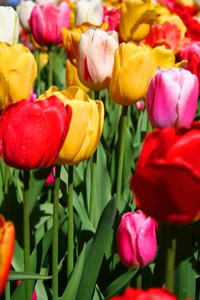 Tempo di tulipano — Foto Stock