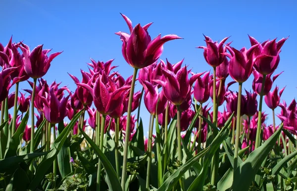 Пурпурные разноцветные тюльпаны — стоковое фото