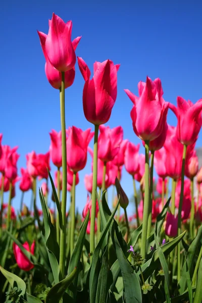 Rosafarbene Tulpen — Stockfoto