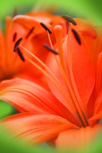 Orange Flower — Stock Photo, Image
