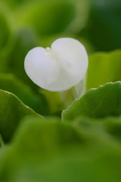 Bílý květ — Stock fotografie