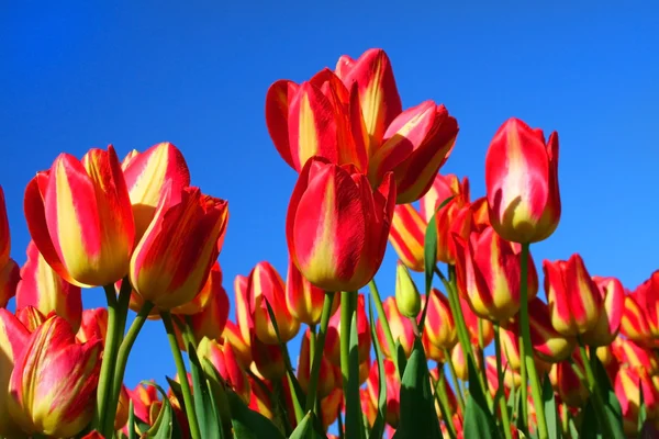 Tulipes rouges vives — Photo