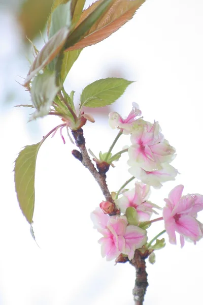 Floare de cireșe — Fotografie, imagine de stoc