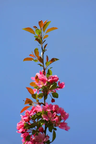 Spring Bloom — Stock Photo, Image