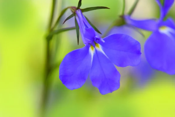 紫色の花マクロ — ストック写真