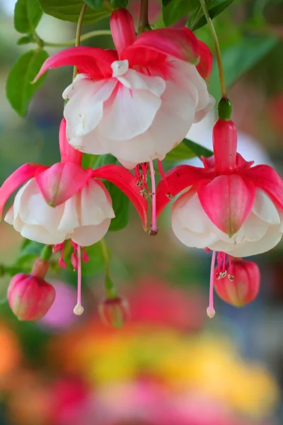 stock image Flowers