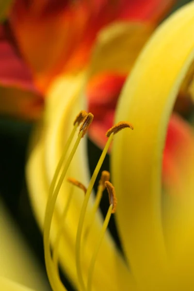 Close-up tiro de uma lilly — Fotografia de Stock