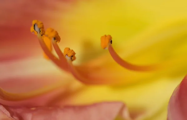 Close Up Shot Of A Lilly — Stock Photo, Image