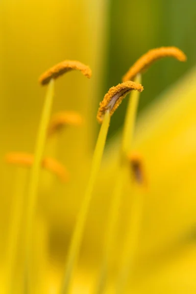 Lírio amarelo — Fotografia de Stock