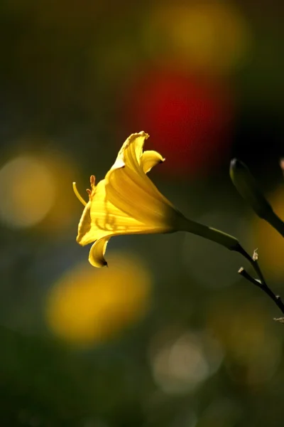 Pequeña flor amarilla — Foto de Stock