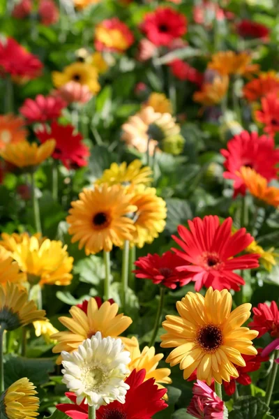 stock image Colorful Flowers