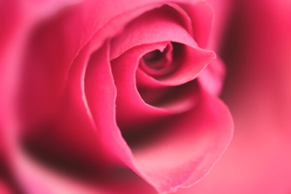 Close up shot of red rose flower