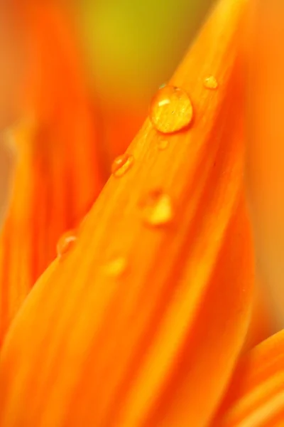 花の花弁を水滴します。 — ストック写真