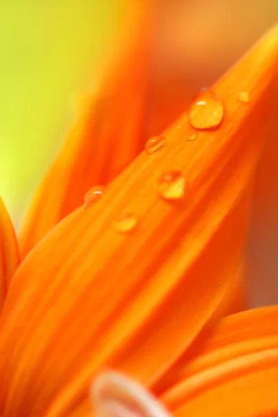 Gocce d'acqua sui petali dei fiori — Foto Stock