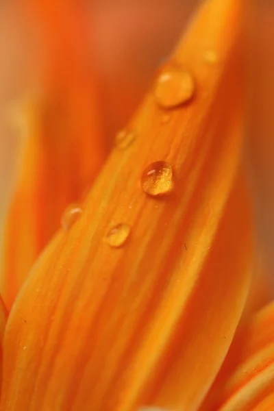 Gocce d'acqua sui petali dei fiori — Foto Stock