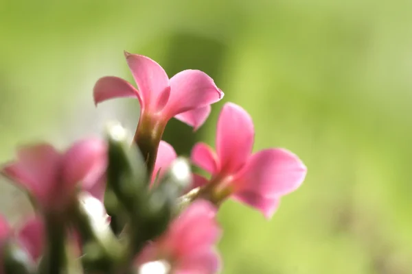 Nära upp skott av små blommor — Stockfoto