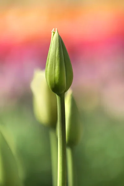 Botões de tulipa — Fotografia de Stock