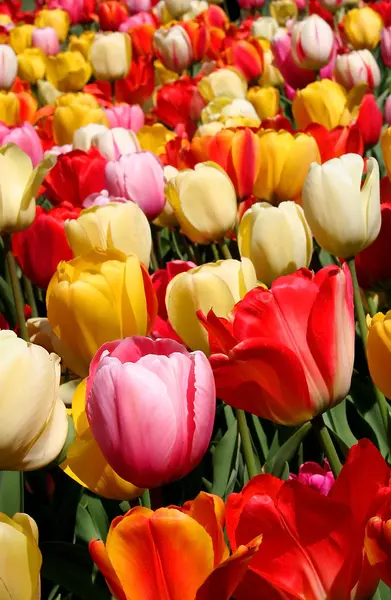 Tulpe Blume Hintergrund — Stockfoto