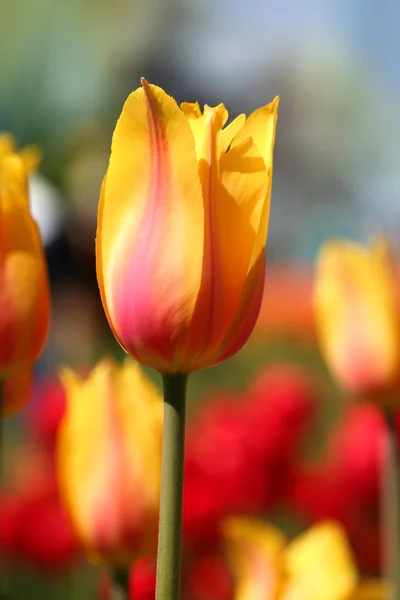 Yellow And Pink Colored Tulips — Stock Photo, Image