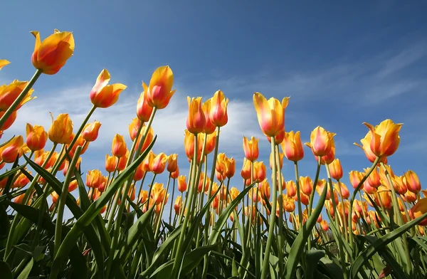 Tulipani Whith cielo blu sfondo — Foto Stock
