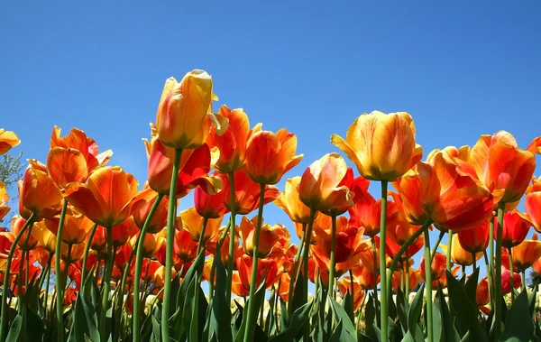 Tulipes de couleur rouge et orange — Photo