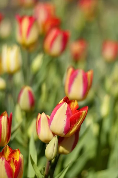 Tulipanes amarillos y rosas — Foto de Stock