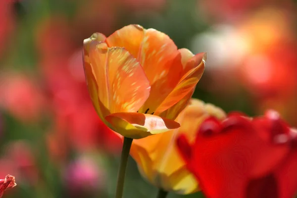 Kwiatów tulipanów — Zdjęcie stockowe