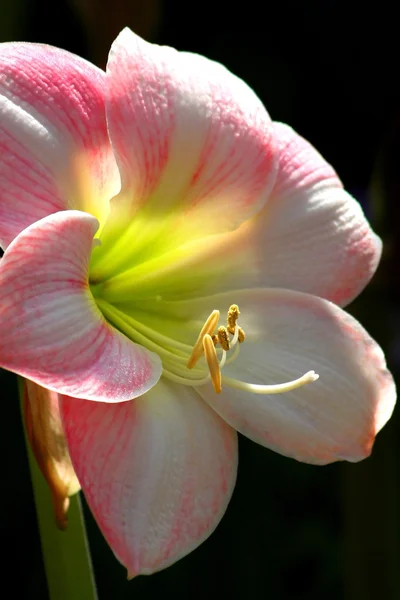 Pink Lilly Flower — Stock Photo, Image