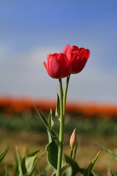 Czerwone tulipany i pąki — Zdjęcie stockowe