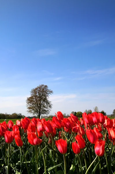 stock image Red Tulips