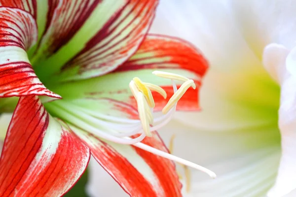 Red And White Lilly Flowers — Stock Photo, Image