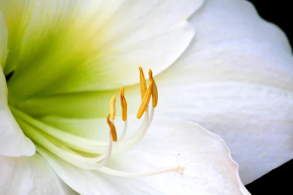 Beyaz lilly flower — Stok fotoğraf
