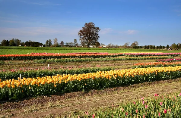 stock image Scenic Spring Time