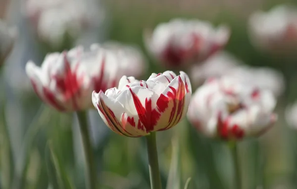 Tulipanes Rosa y Blanco — Foto de Stock