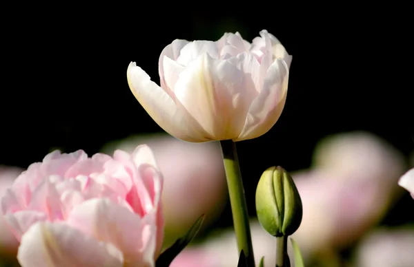 Flores de tulipán rosa — Foto de Stock