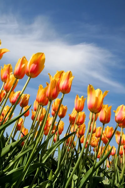 stock image Yellow tulips