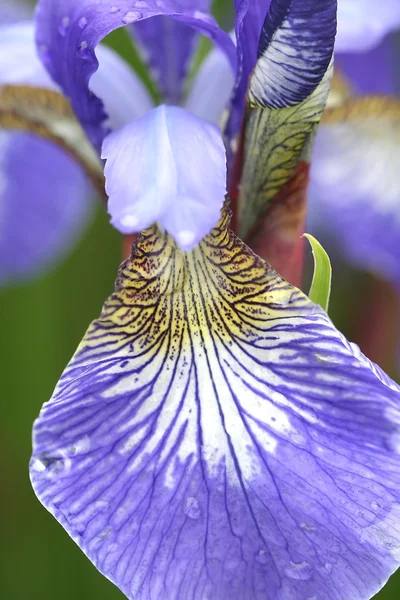 Szczegóły niebieski kwiat — Zdjęcie stockowe
