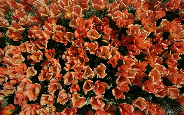 Oranje tulip achtergrond — Stockfoto