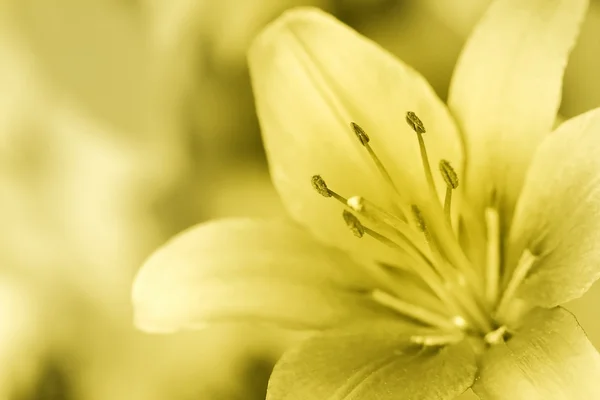 Golden Lilly — Stock Photo, Image