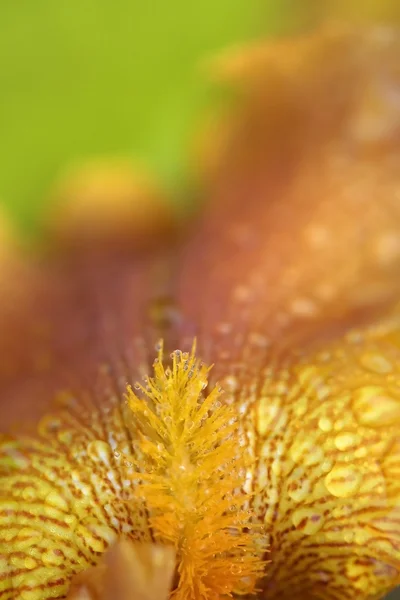 Detalhes da flor — Fotografia de Stock