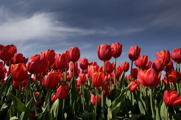 stock image Red Tulips