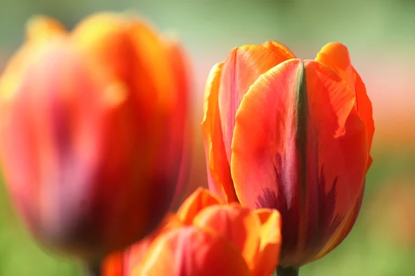 Red Colored Tulips — Stock Photo, Image