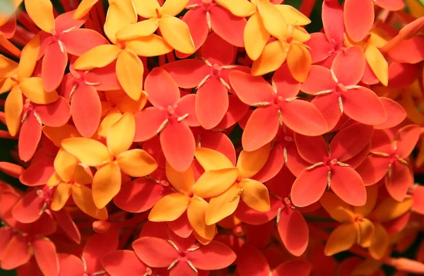 Κόκκινο και πορτοκαλί λουλούδι φόντο — Φωτογραφία Αρχείου