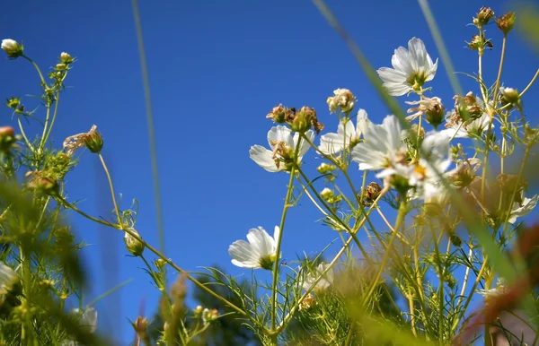Wielu białych kwiatów — Zdjęcie stockowe