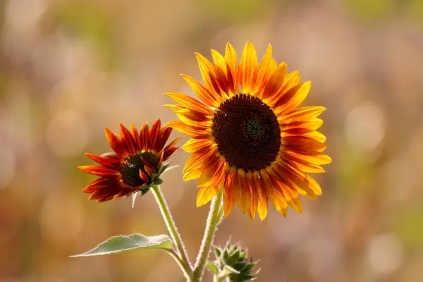 Orange Sunflower — Stock Photo, Image