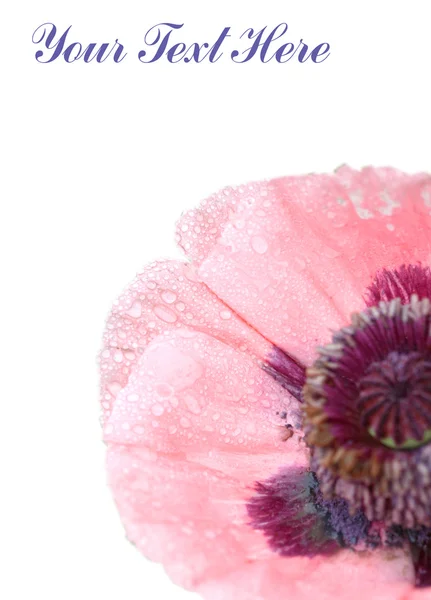 Flor rosa sobre blanco —  Fotos de Stock