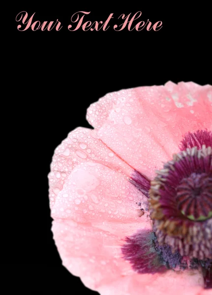 Pink Flower On Black — Stock Photo, Image