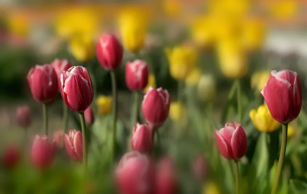 Tulipan tło — Zdjęcie stockowe