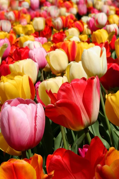 Tulpe Blume Hintergrund — Stockfoto