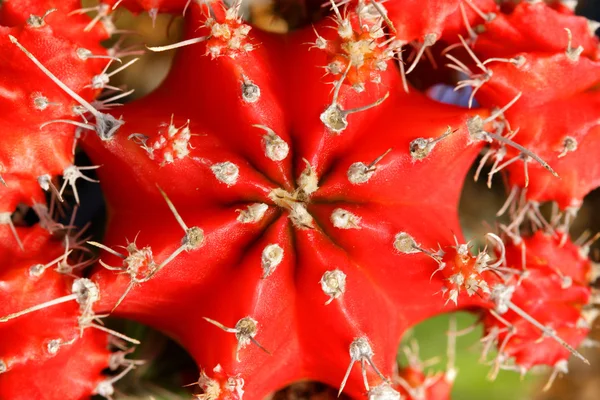 Cactus rasgado — Fotografia de Stock